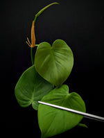 Philodendron sp. Costa Rica [cutting]