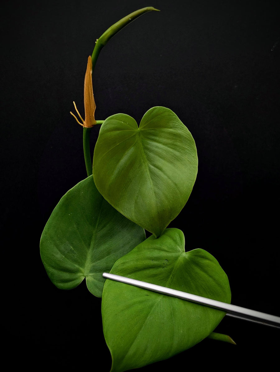 Philodendron sp. Costa Rica [cutting]