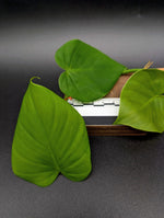 Philodendron sp. Costa Rica [cutting]