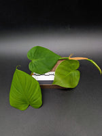 Philodendron sp. Costa Rica [cutting]