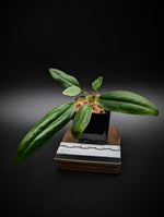 Anthurium bakeri seedling [non-exact]