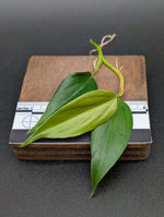 Philodendron sp. peach tunnel [cutting]