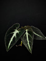 Syngonium rayii [cutting]