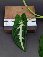 Syngonium wendlandii [cutting]