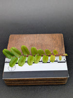 Marcgravia sp. small leaf [10-leaf cutting]