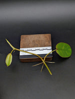 Philodendron recurvifolium [cutting]