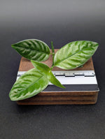 Pilea sp. silver borneo [cutting]