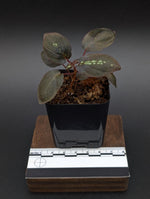 Sonerila sp. trailing [non-exact plant]