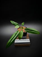 Anthurium bakeri seedling [non-exact]