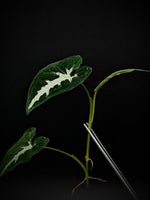 Syngonium wendlandii [cutting]