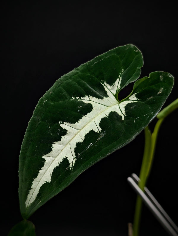 Syngonium wendlandii [cutting]