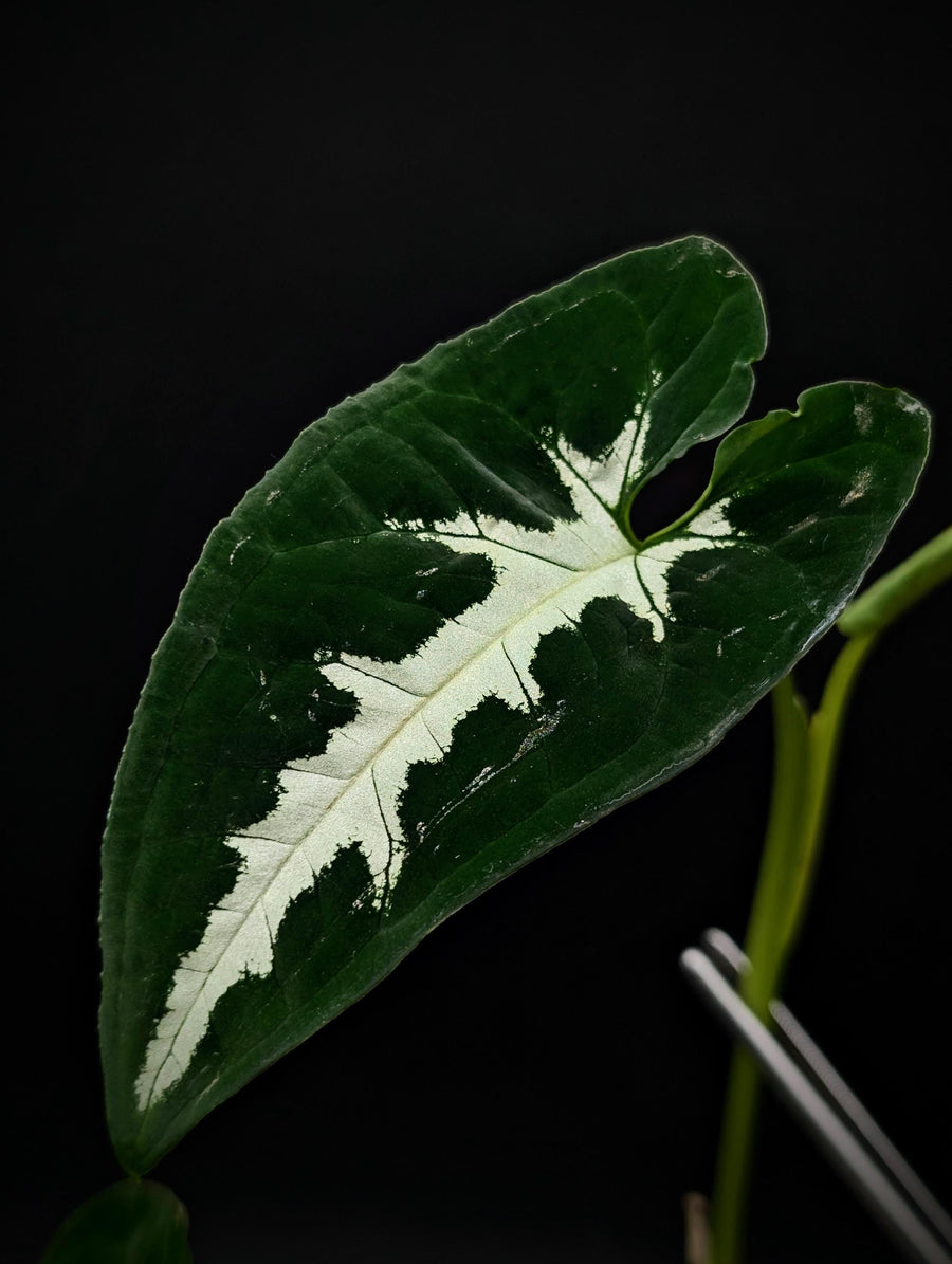Syngonium wendlandii [cutting]