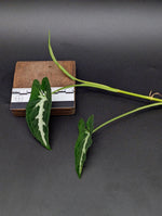Syngonium wendlandii [cutting]