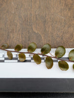 Marcgravia sp. Azrael [15+ leaf cutting]