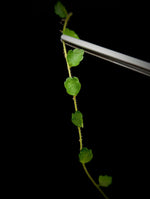 Pilea sp. surigao 'string of toads' (Phillipines) [cutting]