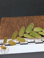 Marcgravia sp santiago [10-leaf cutting]