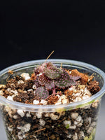 Sarcopyramis sp. pink dot [non-exact]
