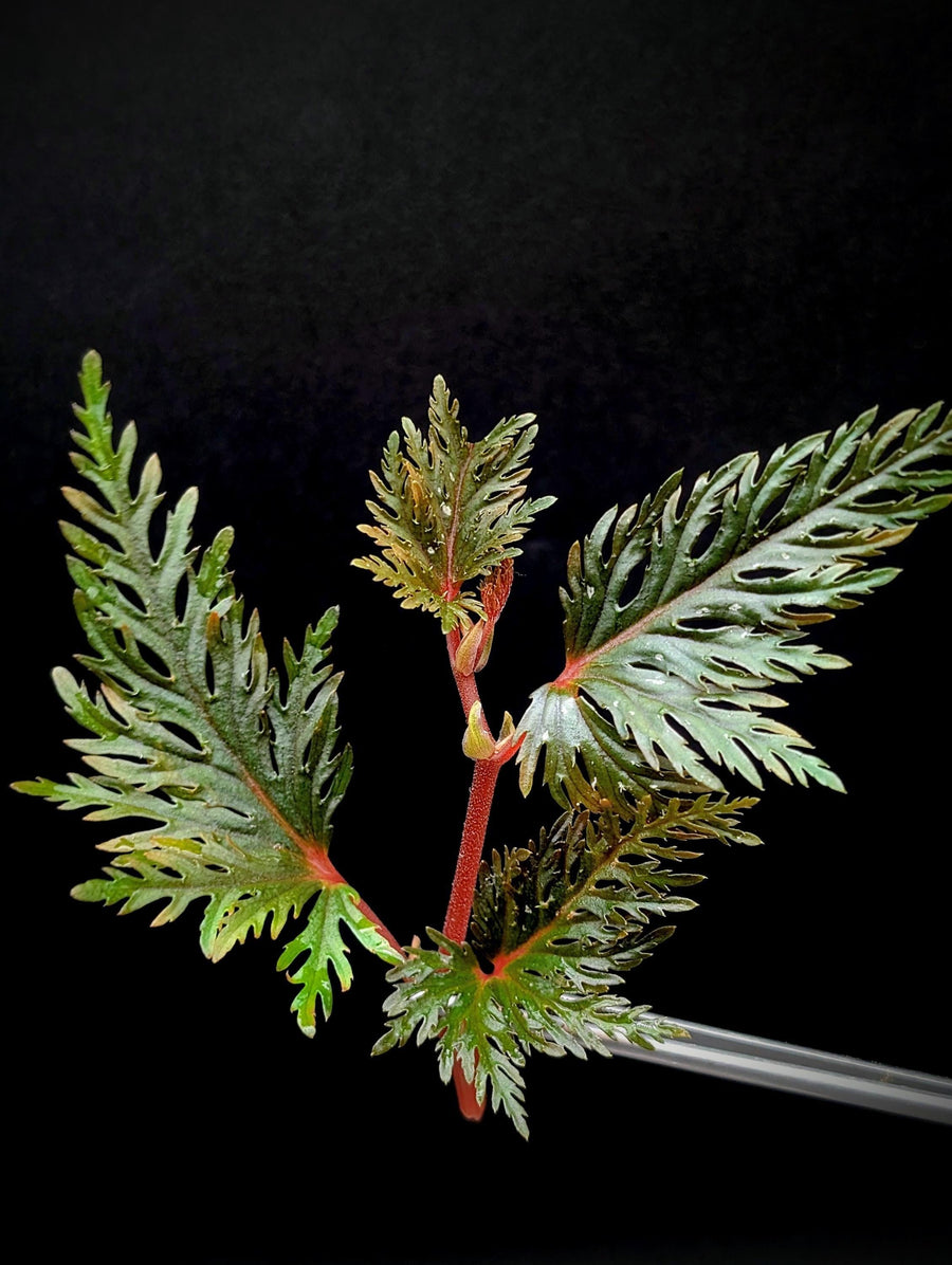 Begonia bipinnatifida [cutting]