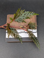 Begonia bipinnatifida [cutting]
