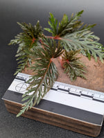Begonia bipinnatifida [cutting]