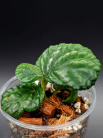 Stauranthera sp. Borneo [non-exact]