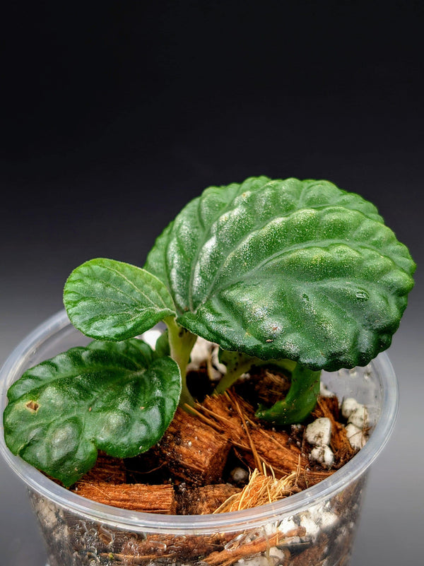 Stauranthera sp. Borneo [non-exact]