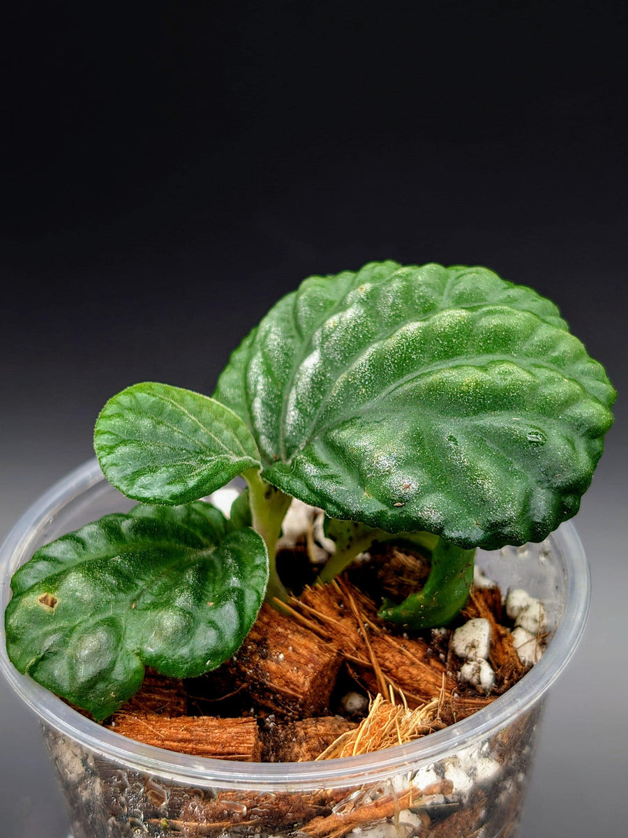 Stauranthera sp. Borneo [non-exact]