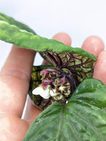 Stauranthera sp. Borneo [non-exact]