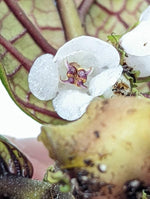 Stauranthera sp. Borneo [non-exact]