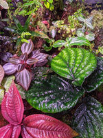 Stauranthera sp. Borneo [non-exact]