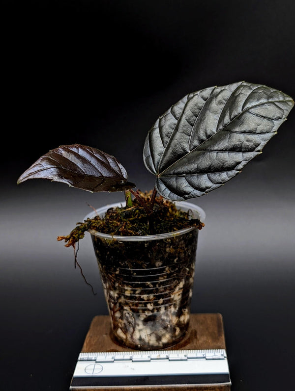 Pterisanthes sp. borneo black [non-exact]