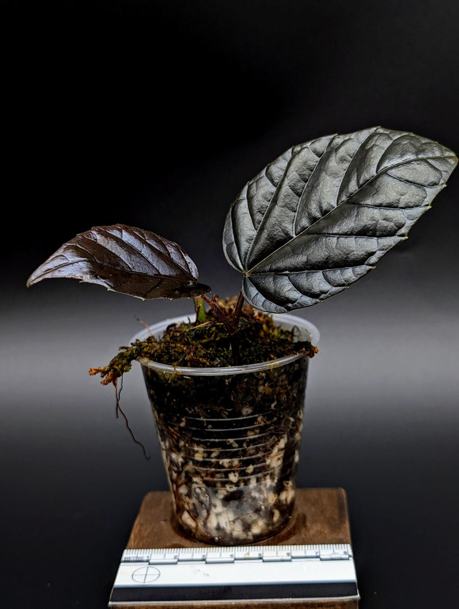 Pterisanthes sp. borneo black [non-exact]