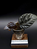 Pterisanthes sp. borneo black [non-exact]