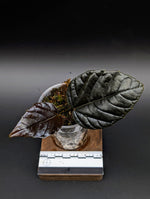 Pterisanthes sp. borneo black [non-exact]