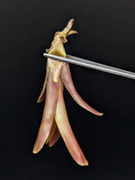 Neoregelia cv. Fireball [unrooted offset]