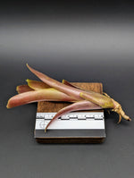Neoregelia cv. Fireball [unrooted offset]