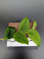 Rhaphidophora cf korthalsii [cutting]
