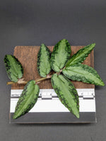 Procris (syn: Pellionia) repens [cutting]