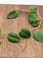Peperomia perciliata syn. fagerlindii [cutting]