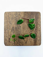 Peperomia perciliata syn. fagerlindii [cutting]