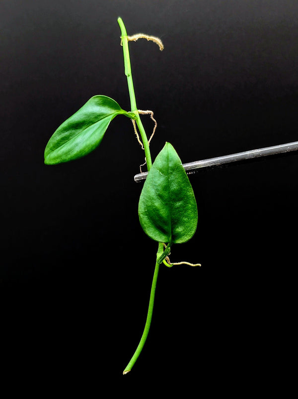 Philodendron sp. 'Arenal' [cutting]