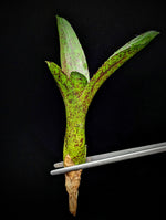 Neoregelia cv. Mo Peppa Please [unrooted offset]