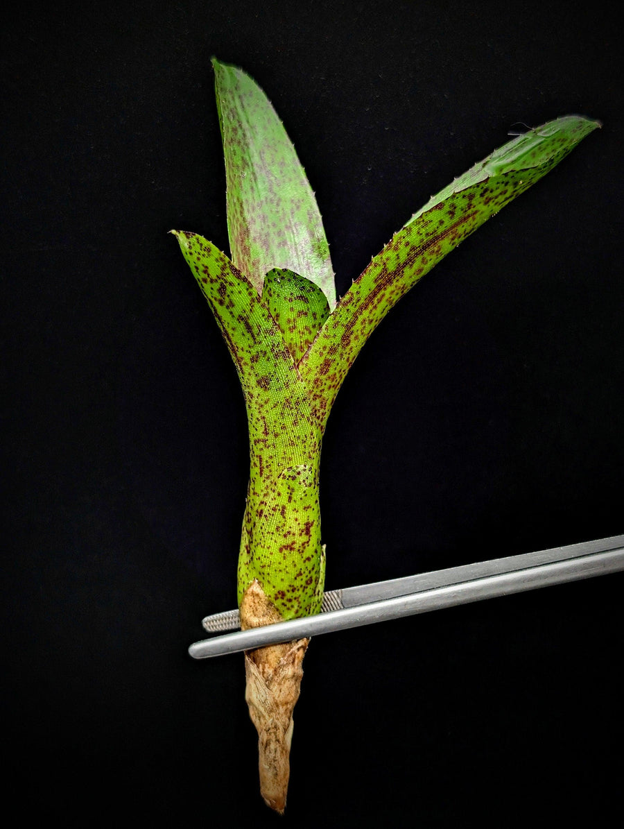 Neoregelia cv. Mo Peppa Please [unrooted offset]