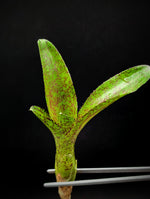 Neoregelia cv. Mo Peppa Please [unrooted offset]