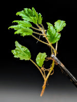 Begonia prismatocarpa [cutting]