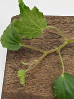 Begonia prismatocarpa [cutting]