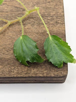 Begonia prismatocarpa [cutting]