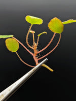 May include: A small plant with five green leaves and red stems. The plant is being held by a pair of silver tweezers.