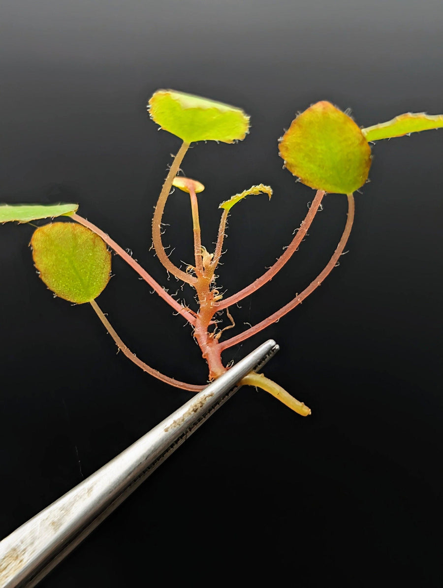 May include: A small plant with five green leaves and red stems. The plant is being held by a pair of silver tweezers.