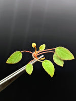 Begonia vankerckhovenii [cutting]